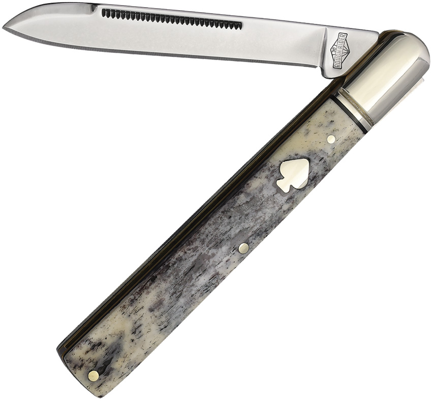 Black Appaloosa Doctor