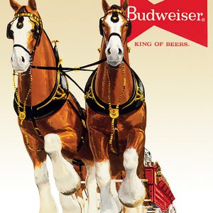 Budweiser Clydesdale Team