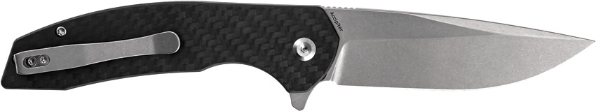 Accipiter - Image 4